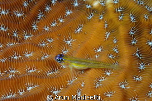 Cleaner goby on coral by Arun Madisetti 